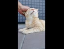 島の港の外れにあるコワーキングスペースの日陰で休んでいるとこの辺りを仕切る茶トラ猫が若手を引連れてやってきた