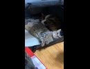 【猫動画】キジトラ猫が占領してるハウスに入りたい茶トラ