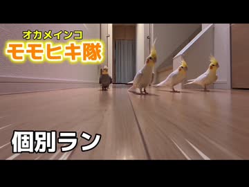 【感動□】オカメインコ運動会、ろく・なな・はち・のんたまがひた走る‼️