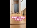 【閲覧注意】モモヒキ隊の行進が可愛すぎて語彙力が消失する動画