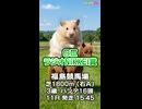【馬番発表後2番目位に早い競馬予想】ＧⅢ # ラジオNIKKEI賞□AIみかん！予想担当はCocoんcoの推奨馬3頭で好配当的中目指します《#競馬楽部□LOVE》通算Vol.439