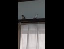 ジュウシマツとキンカチョウ　カーテンレールの上　ショート動画2026 6 26