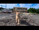 【癒し】漁港の桟橋にふらっと行ったら猫ちゃんが来てくれた…【感動】