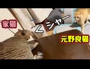 先住猫に怒られた【元野良猫】