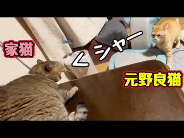 先住猫に怒られた【元野良猫】