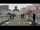 「白石こころーど」で満開の桜を鑑賞。春の絶景に大満足 - 2026年4月27日 (Full HD)