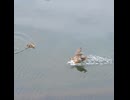 母カモが1羽のヒナを置いて飛び去った理由【カルガモ親子】