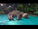 【癒し】公園で寝てた猫ちゃん、近づいたら起きて挨拶してくれた…【可愛すぎる】
