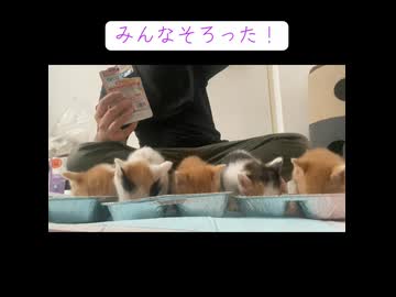 幼猫5匹の同時給食風景