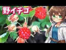 面白い花の美味しい野イチゴを採って食べる【ナワシロイチゴ】