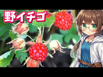 面白い花の美味しい野イチゴを採って食べる【ナワシロイチゴ】