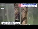 【山口組】 大型犬ピットブルを女性に噛ませた暴力団組長を逮捕　女性は唇をかみちぎられる　愛知県名古屋市