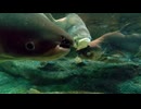 メコン河流域【世界淡水魚園水族館 アクア・トト ぎふ】