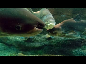 メコン河流域【世界淡水魚園水族館 アクア・トト ぎふ】