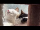 なかよし