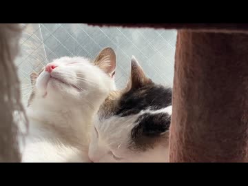 なかよし