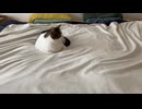 神経質動画