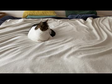神経質動画