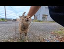 【癒し】空地の猫ちゃん、立ち止まったら気付いてモフられしに来てくれた…【可愛すぎる】