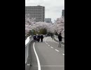 「白石こころーど」での満開の桜 - 2026年4月27日 (Short video)
