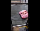 ケツデカピングー