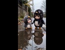 ケツデカピングー