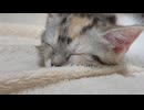 ソファーで寝ている子猫さん