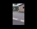 ４!!!って鳴く犬www