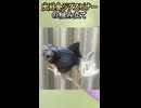 自作ルアー「出目金ジグスピナー」の組み立て