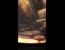一石五鳥 (BRONZE)