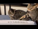 【ずず】キジトラ1号2号のおはよう。【かや】