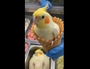 新発売の「オカメインコ味」はいかがですか？モフモフ味です。