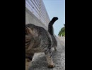 撫でて？って顔で近づいてくる猫が可愛すぎた【癒し】