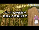 ベトナムの米作り｜田植えから収穫・精米まで