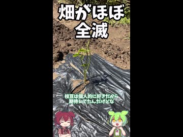 家庭菜園、全滅