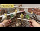 オカメインコのモモヒキ隊！小松菜争奪戦、最後まで残るのは誰！？