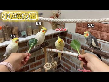オカメインコのモモヒキ隊！小松菜争奪戦、最後まで残るのは誰！？