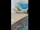 齧る？インコのショート動画2026 6 27