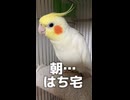 おしゃべり大好きオカメインコはち、謎の呪文を唱える
