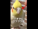 顔にふわふわ！気にならない「ハチヲ」と気になるお母ちゃんとの攻防戦