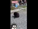 【お写んぽ！！】梅宮大社の紫陽花と猫ちゃん！！