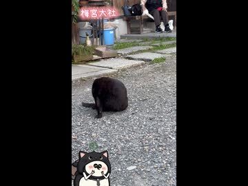 【お写んぽ！！】梅宮大社の紫陽花と猫ちゃん！！