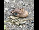 ヒナが1羽だけ甘えん坊すぎる【カルガモ親子】