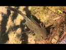 6月の面倒なヤツラー　その2