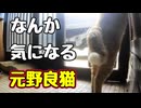 家に興味でてきた？【元野良猫】