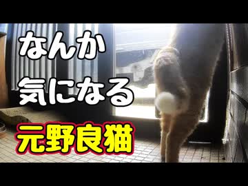 家に興味でてきた？【元野良猫】