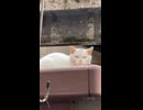 野良猫と睨めっこ