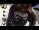 猫達のお遊び　黒猫多め