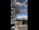 南小樽駅で見た満開の桜。まさに春爛漫 - 2026年4月29日 (Short video)