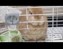 今日はうーさんの命日です。